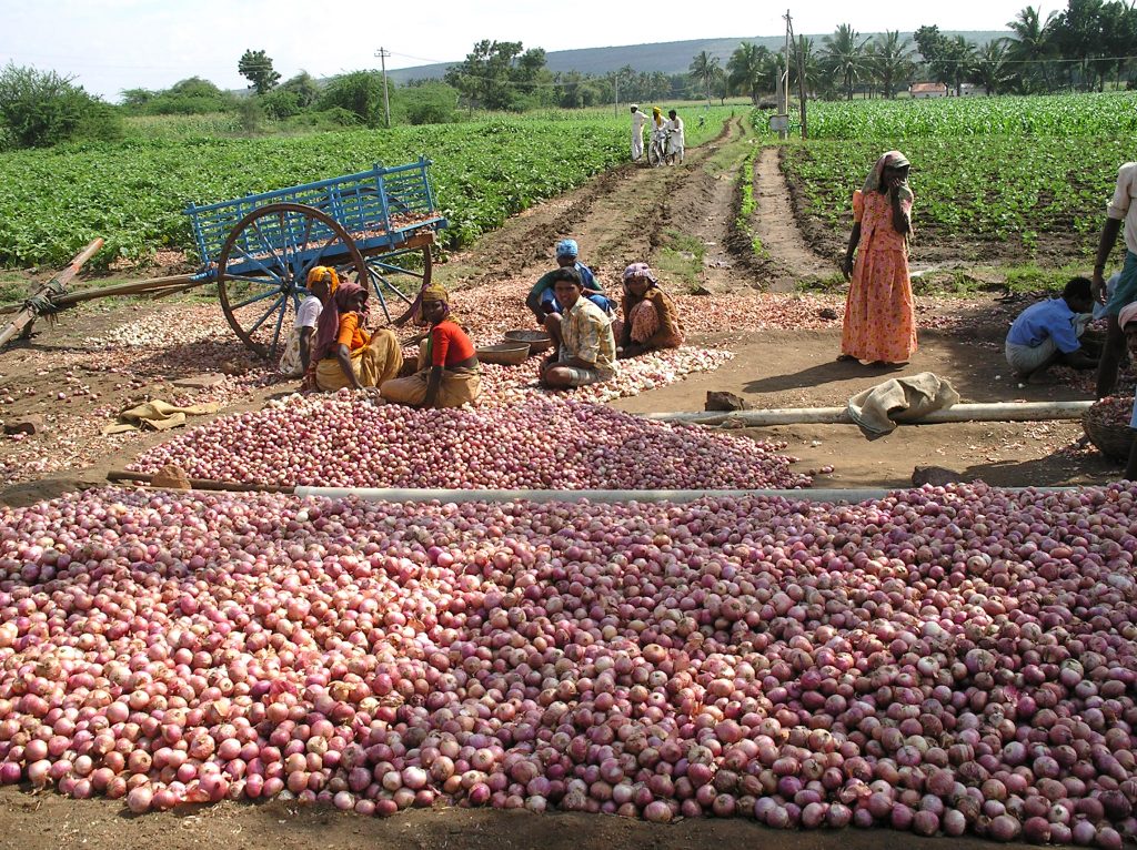 Know your Onions! Onion fields,India Inika Art
