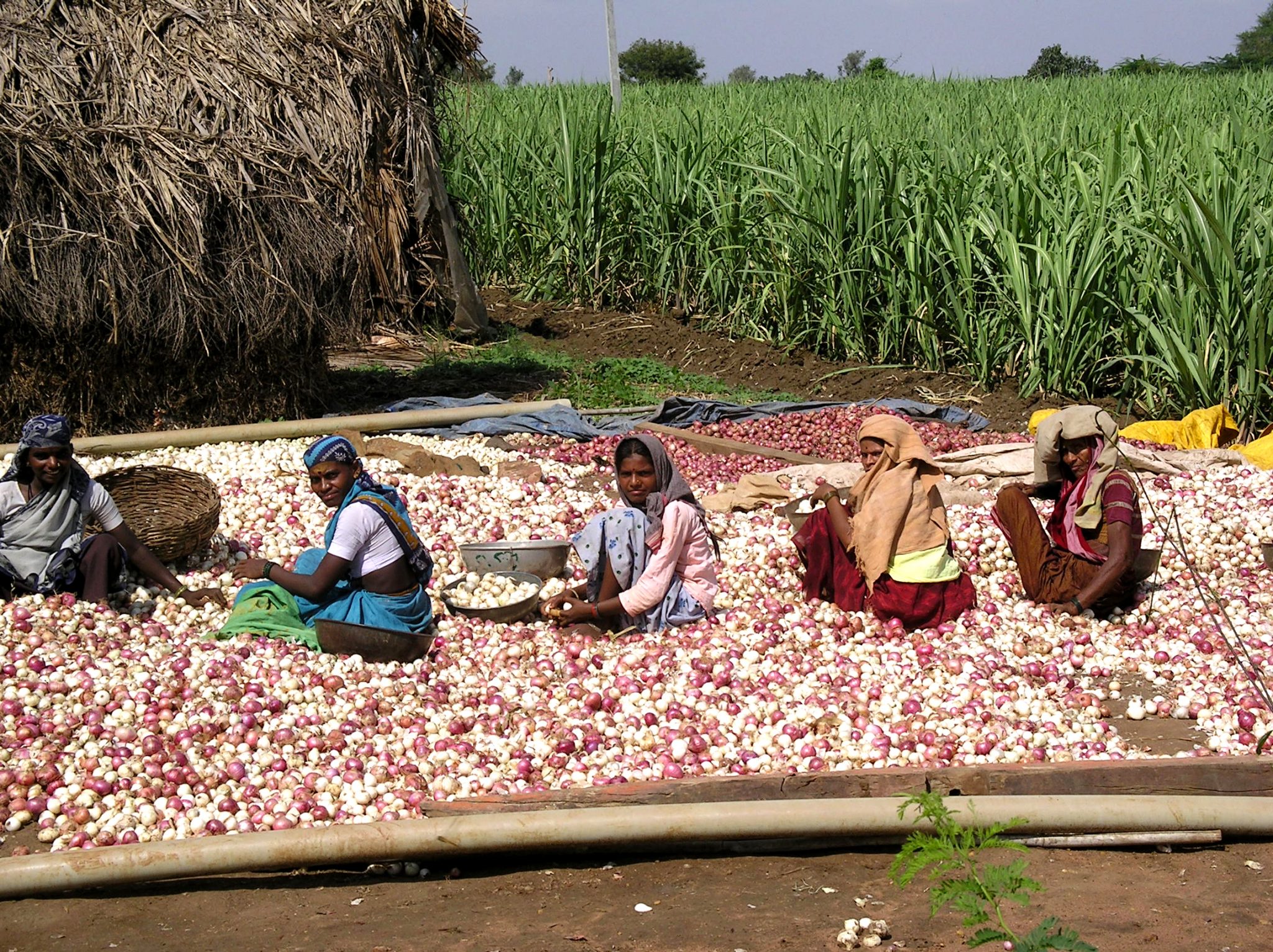 Onions farmers, north Karnataka, India Inika Art