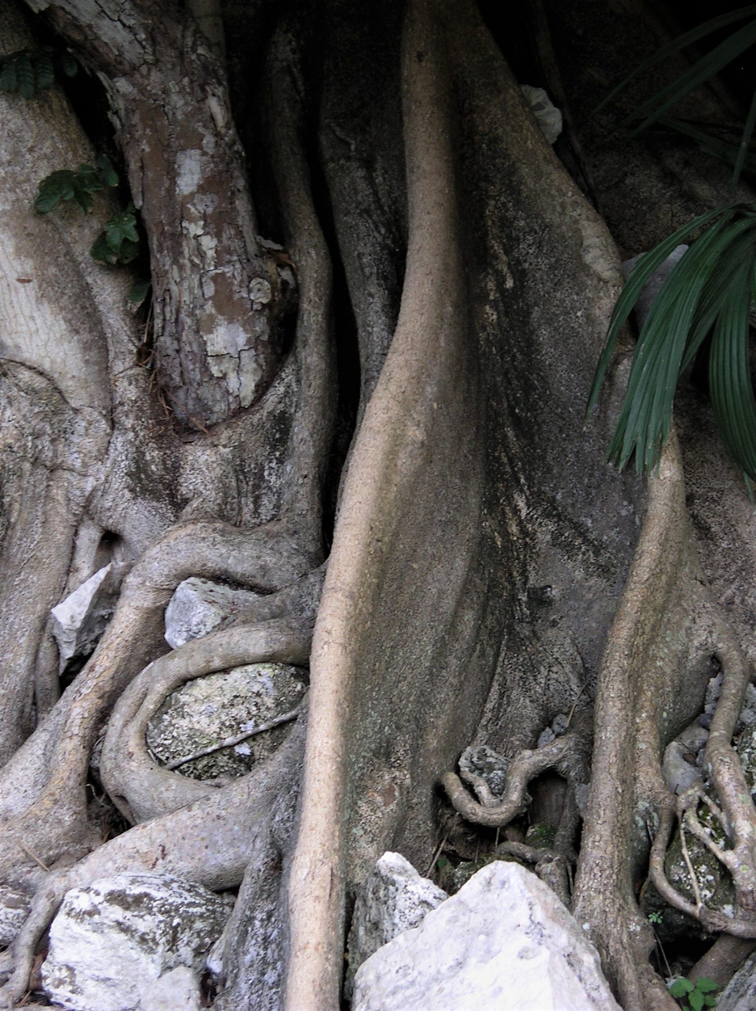 Yucatan Strangler Fig tree, Mexico Inika Art